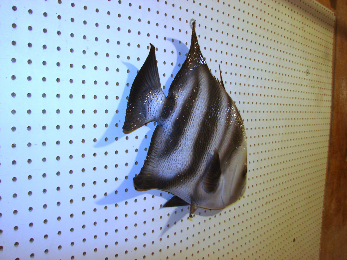Atlantic Spadefish Mount FREE SHIPPING