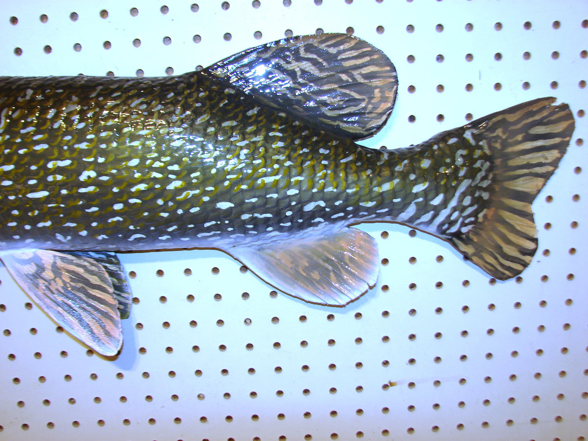 41" Northern Pike FREE SHIPPING