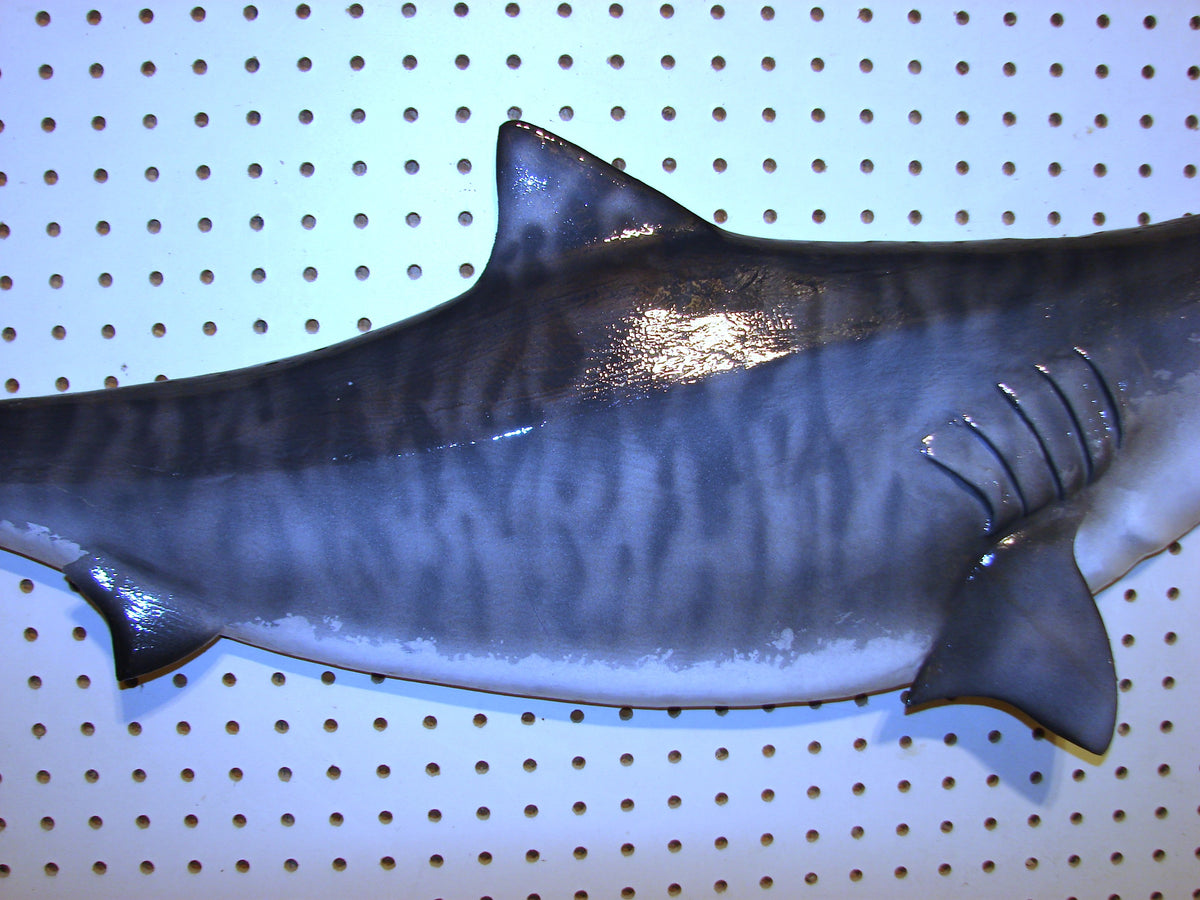 41-Inch Tiger Shark Carving – Fish Wall Mount