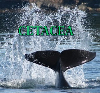 CETACEA – libertywildlifeart