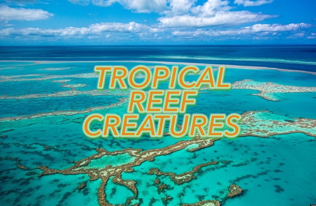 TROPICAL REEF CREATURES