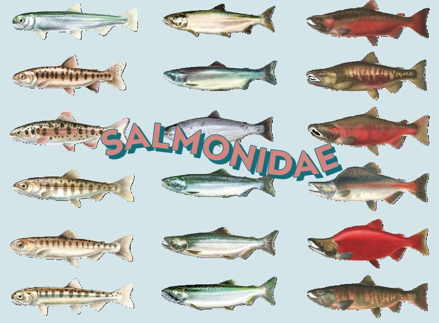 Salmonidae