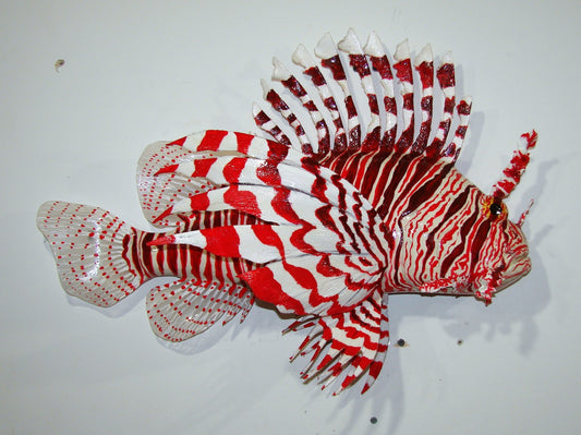 23" Lionfish FREE SHIPPING