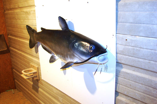 46" Blue Catfish Wall mount replica art FREE SHIPPING