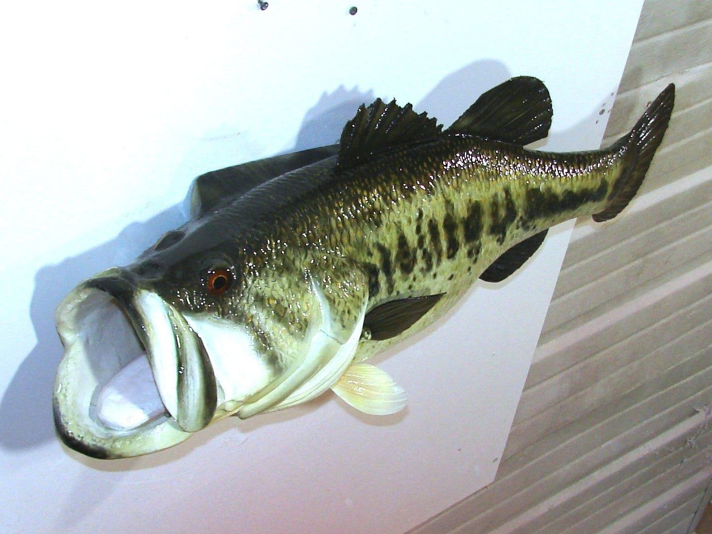28" Largemouth Bass FREE SHIPPING