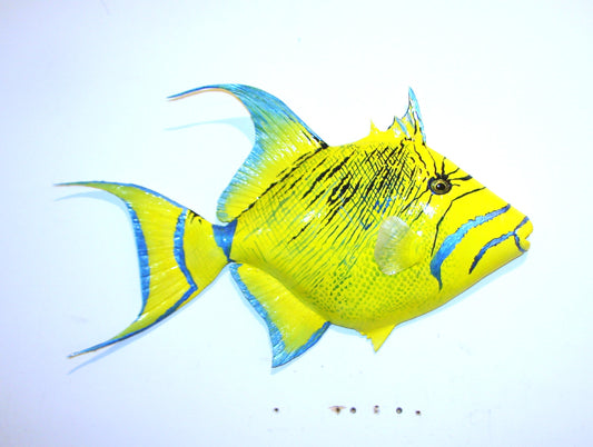 22" Queen Triggerfish FREE SHIPPING