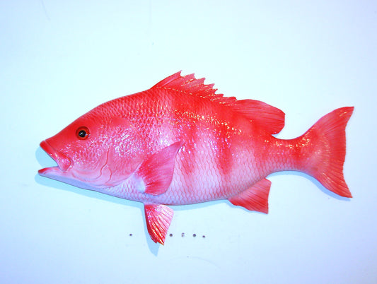 28" Red Snapper FREE SHIPPING