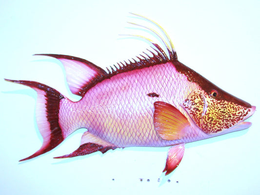 24" Hogfish FREE SHIPPING