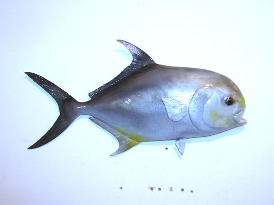 20" Permit FREE SHIPPING