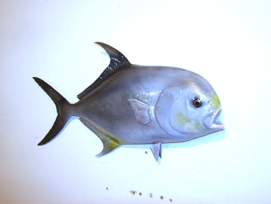 20" Permit FREE SHIPPING