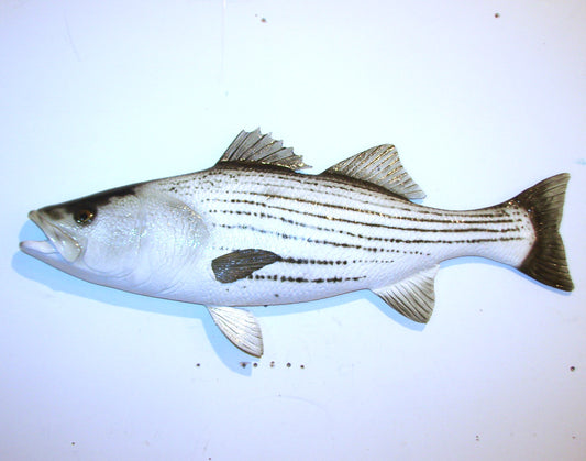 35" Striped Bass FREE SHIPPING