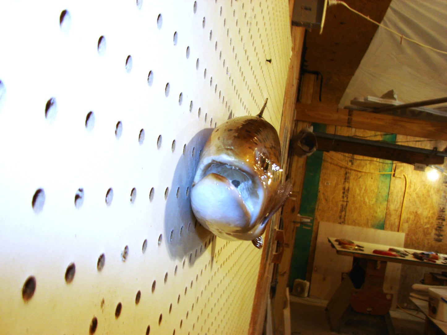 17" Brown Trout FREE SHIPPING