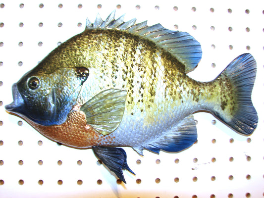 12" Bluegill wall mount FREE SHIPPING