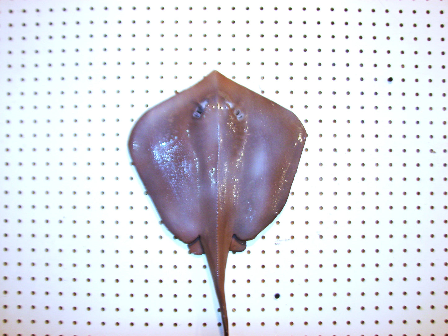 Stingray wall mount FREE SHIPPING