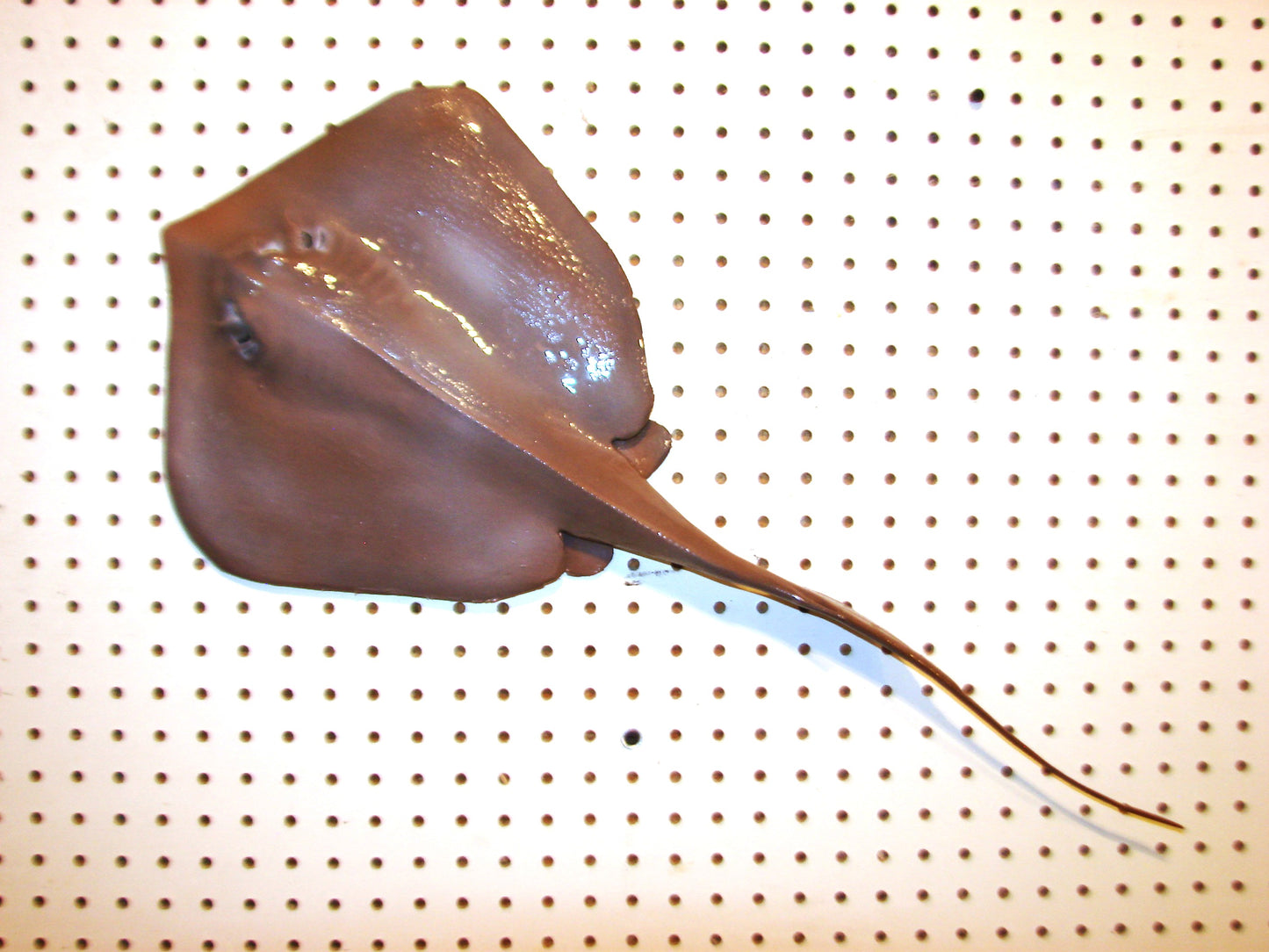 Stingray wall mount FREE SHIPPING