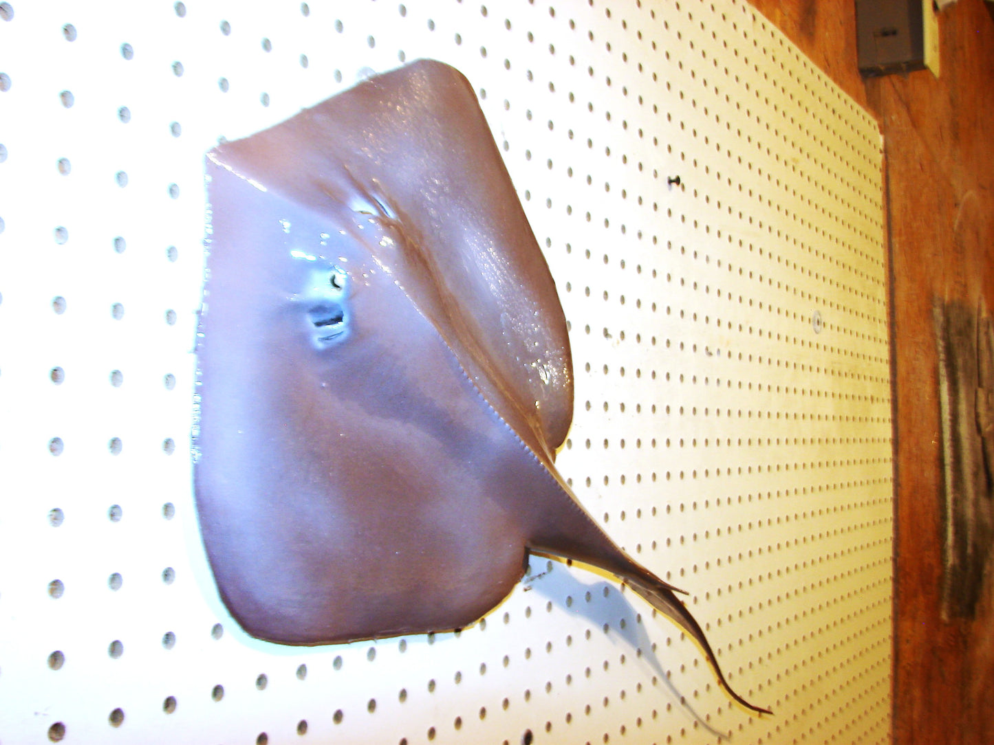 Stingray wall mount FREE SHIPPING