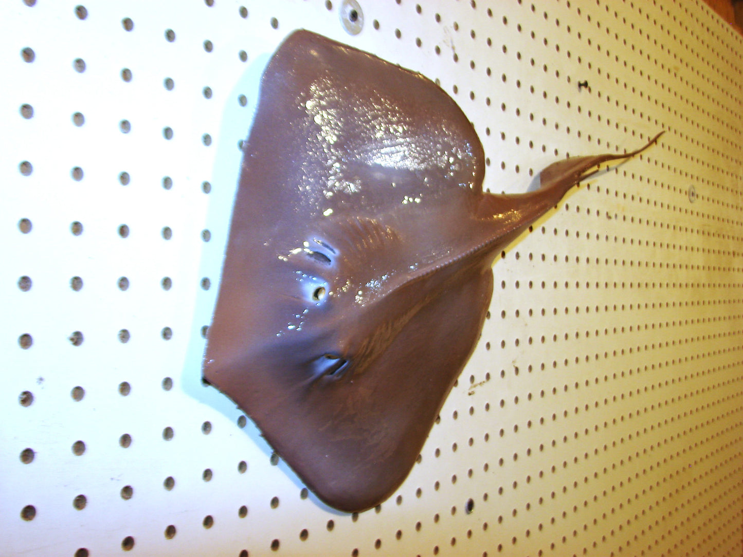 Stingray wall mount FREE SHIPPING