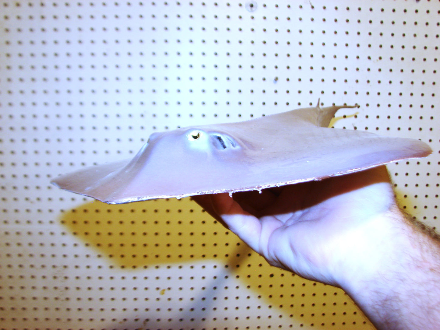 Stingray wall mount FREE SHIPPING