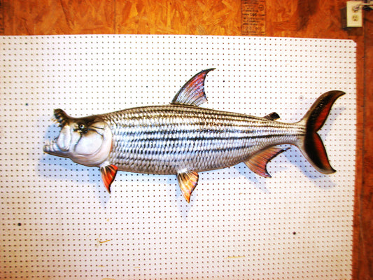 53" Goliath African Tigerfish FREE SHIPPING