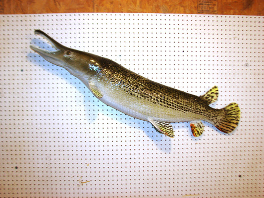 59" Alligator Gar FREE SHIPPING