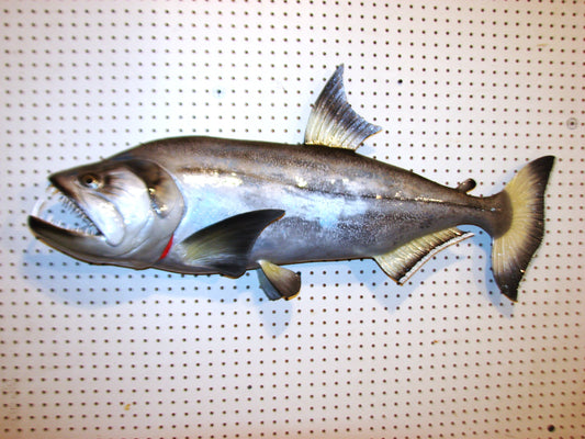 40" Payara FREE SHIPPING