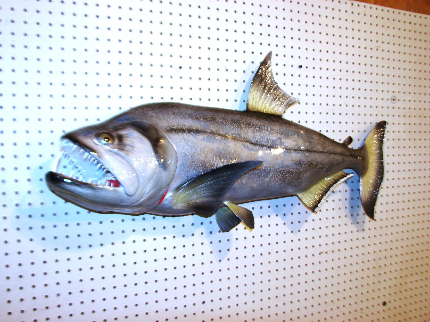 40" Payara FREE SHIPPING