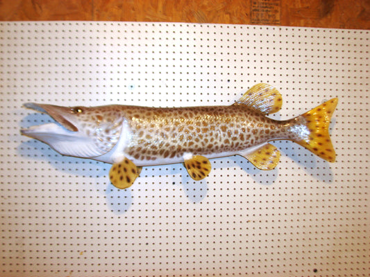 43" Muskellunge FREE SHIPPING