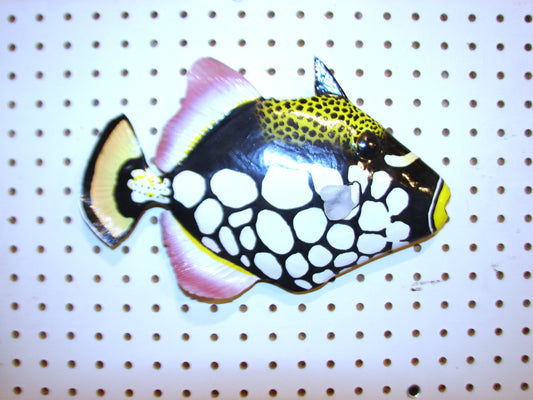 12" Clown Triggerfish FREE SHIPPING