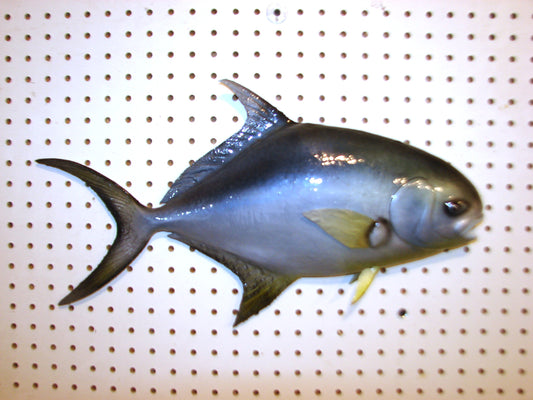 20" Florida Pompano FREE SHIPPING