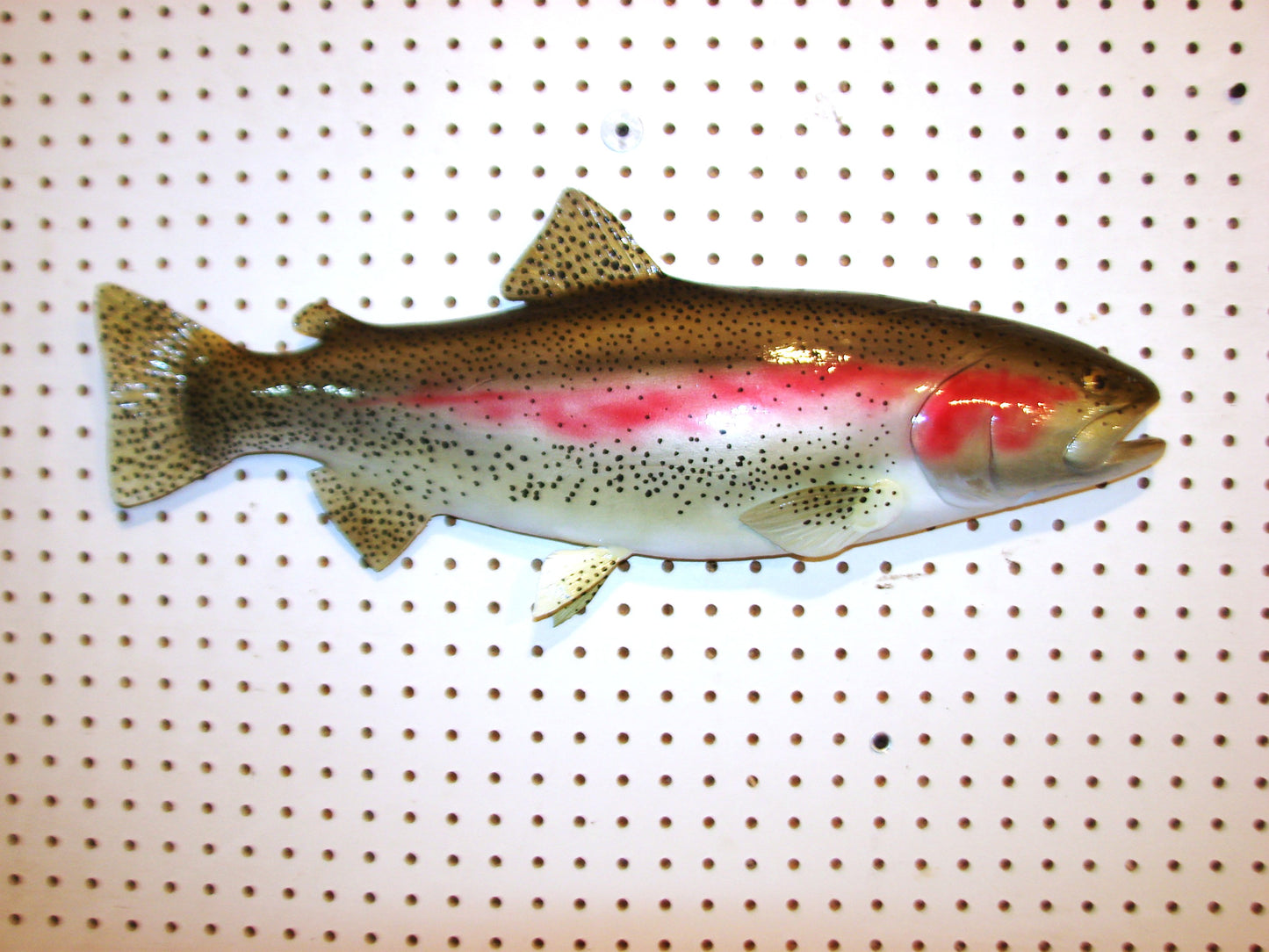 24" Rainbow Trout FREE SHIPPING