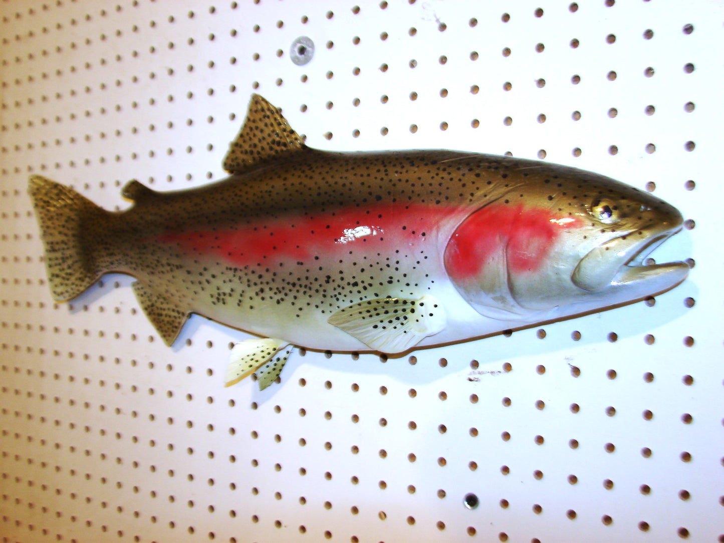 24" Rainbow Trout FREE SHIPPING