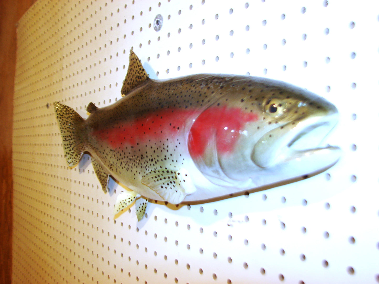 24" Rainbow Trout FREE SHIPPING