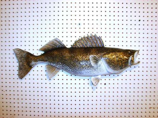 29" Walleye 1/2 mount FREE SHIPPING