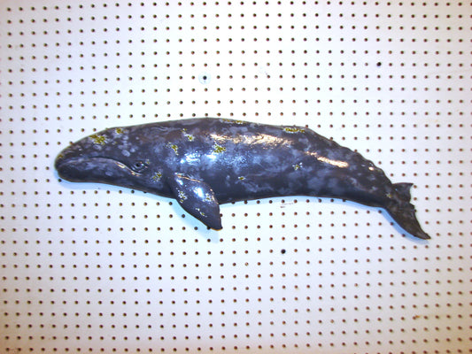 31" Gray Whale FREE SHIPPING