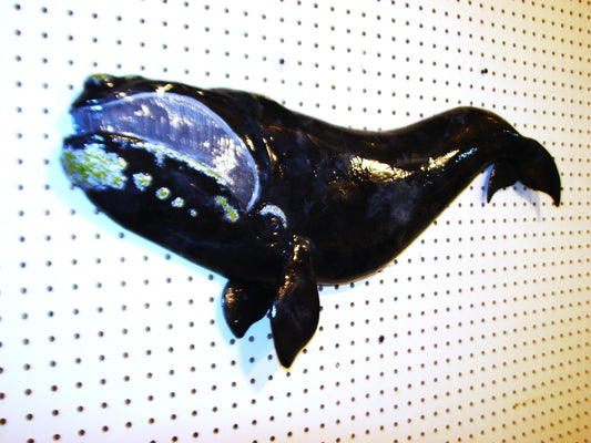 30" Right Whale FREE SHIPPING