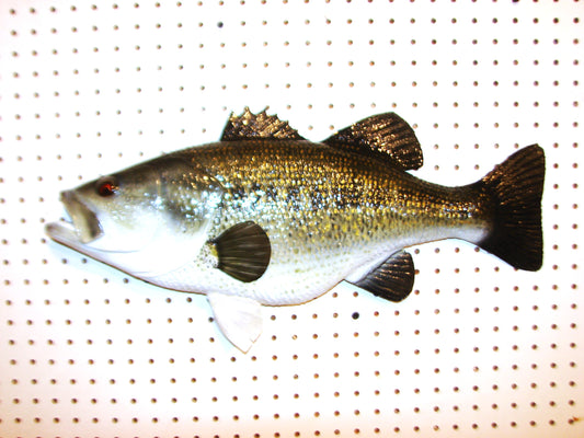 23" Largemouth Bass FREE SHIPPING