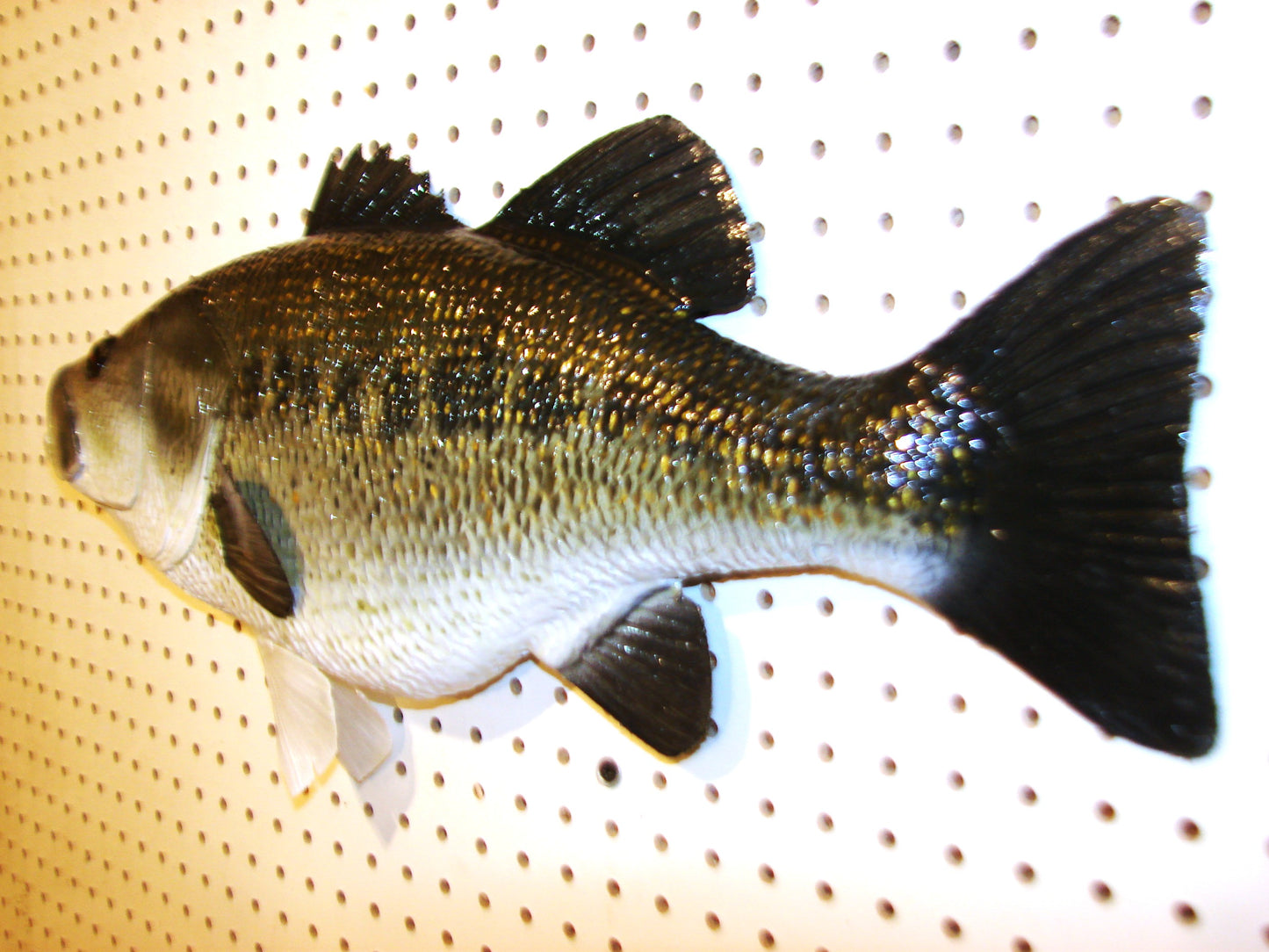 23" Largemouth Bass FREE SHIPPING
