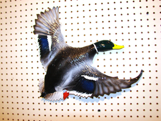 Flying Mallard Drake Wall Mount FREE SHIPPING