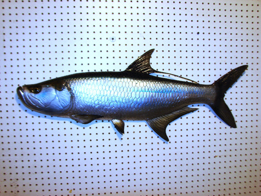 36" Tarpon Free shipping