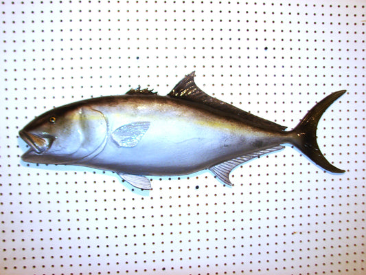 36" Amberjack FREE SHIPPING