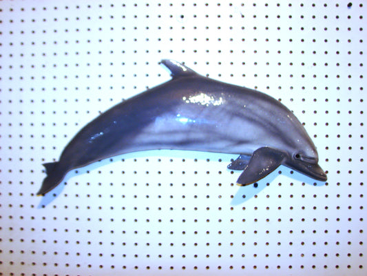 24" Dolphin FREE SHIPPING