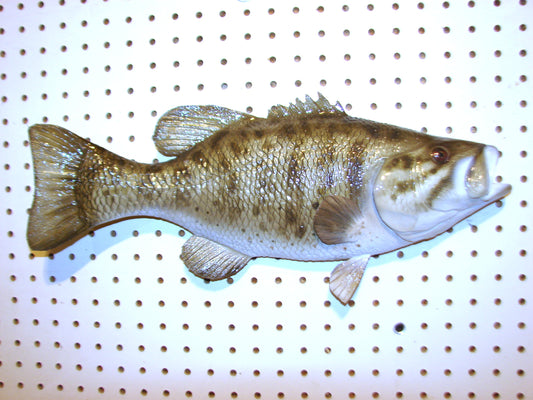18" Smallmouth Bass FREE SHIPPING