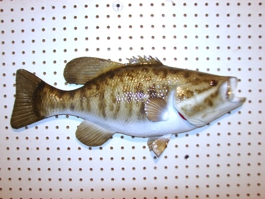 21" Smallmouth Bass FREE SHIPPING