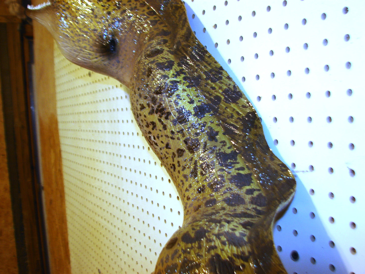 Moray Eel replica mount FREE SHIPPING