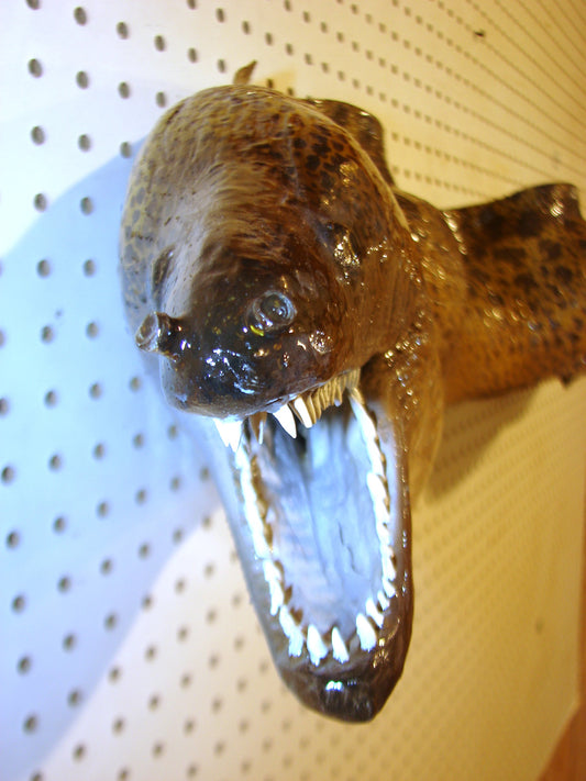 Moray Eel replica mount FREE SHIPPING