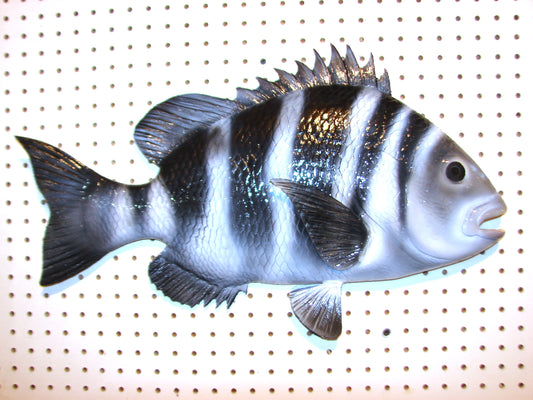 24" Sheepshead FREE SHIPPING