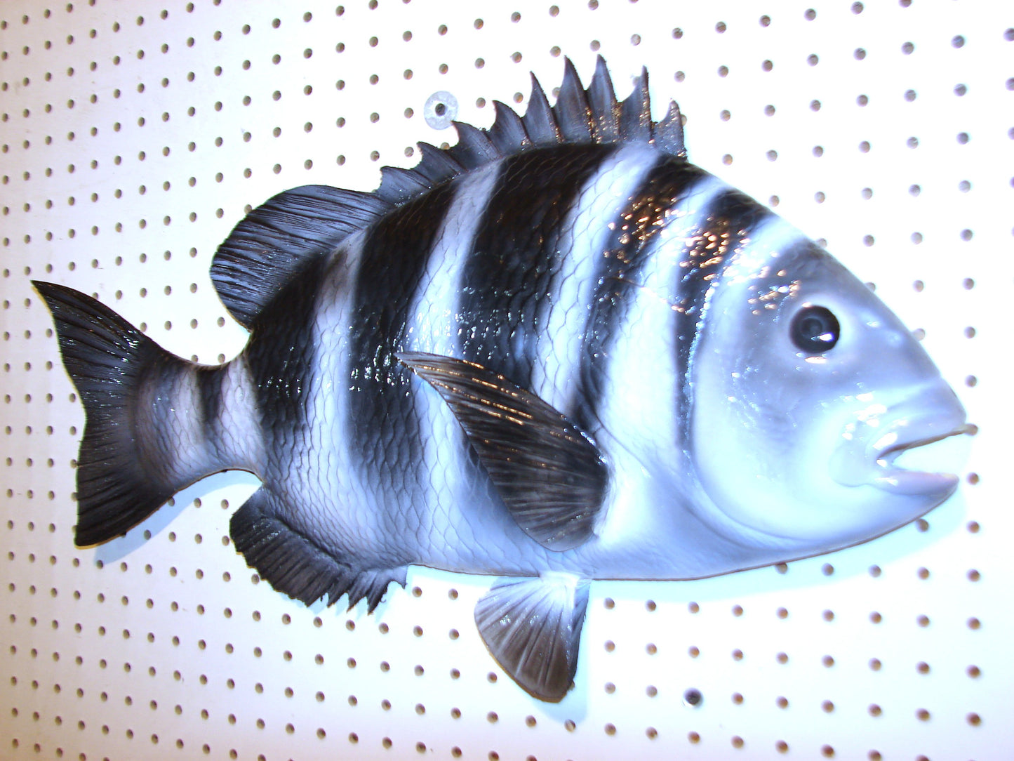 24" Sheepshead FREE SHIPPING