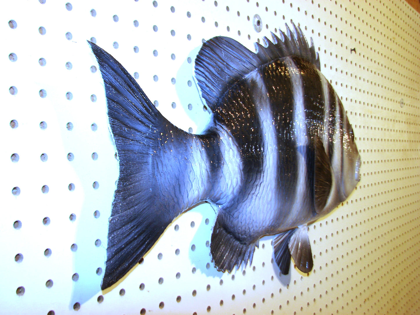24" Sheepshead FREE SHIPPING
