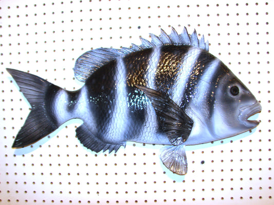 25" Sheepshead FREE SHIPPING