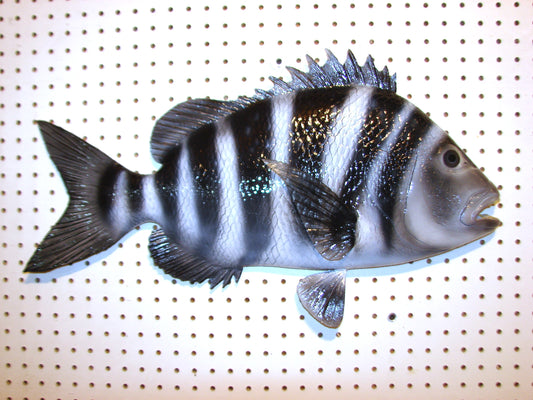 25" Sheepshead FREE SHIPPING